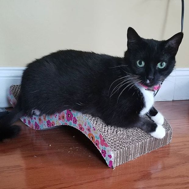 Spending a rainy #Caturday breaking in my new scratcher. Look at the pretty flowers! 💐🌹🌷🌻 Happy Caturday! #catscratchfever #worldaccordingtocasey #tuxedocatsofinstagram #igcat #igmeows #catlife #adoptdontshop #blackandwhitecat