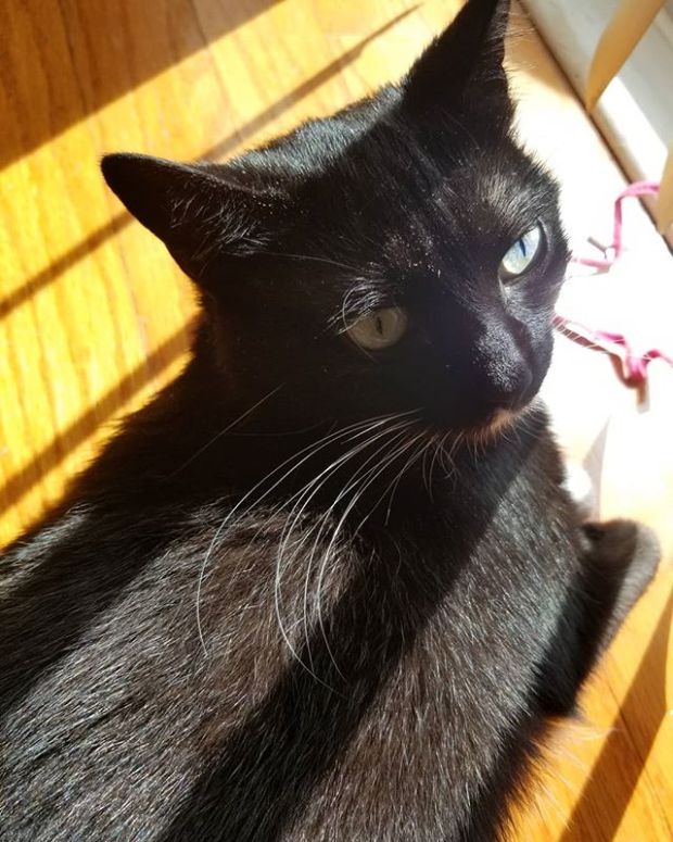 Sunday in the sun! Happy Sunday! #worldaccordingtocasey #igcats #sunbathing #adoptdontshop